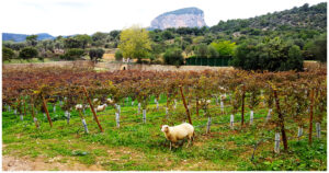 Vino tinto ecológico Son Grau