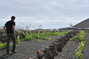 Vinos de David Fernandez