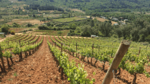 Bodega Cepado