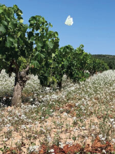 Vinos de Terra 00