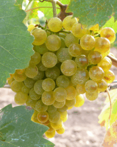 Albarín