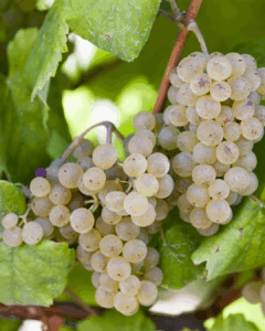Albariño