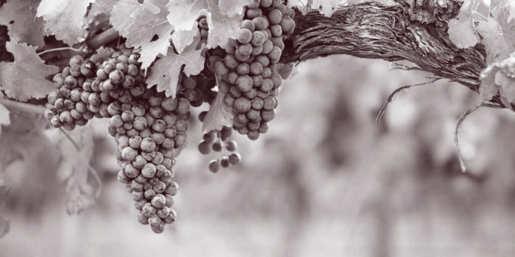 Uvas de España