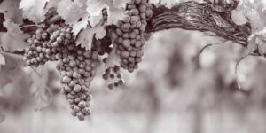 Uvas de España