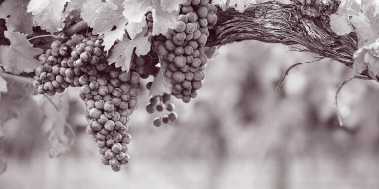 Uvas de España