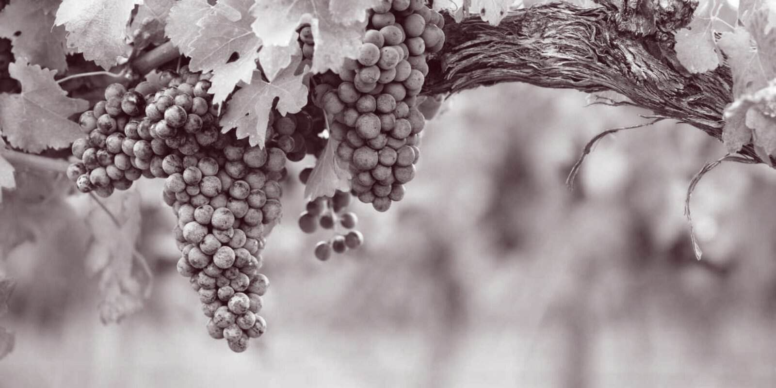 Uvas de España