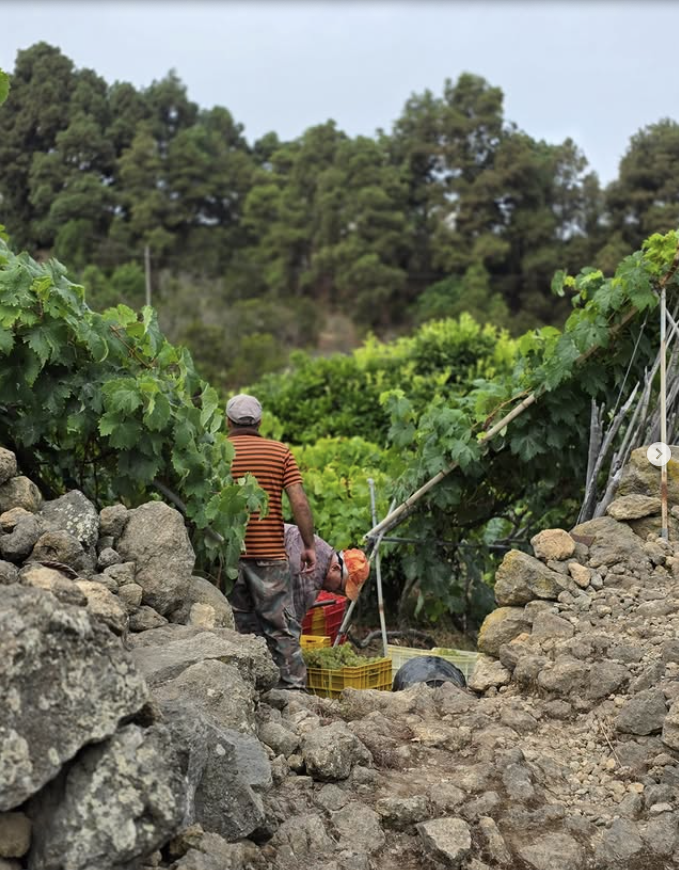 Bodega Viñatigo